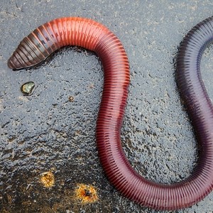 download african giant earthworm
