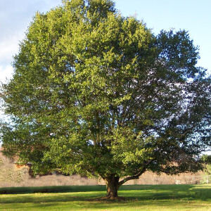 oak-tree.jpg