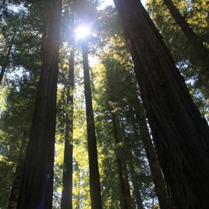 redwood-tree.jpg